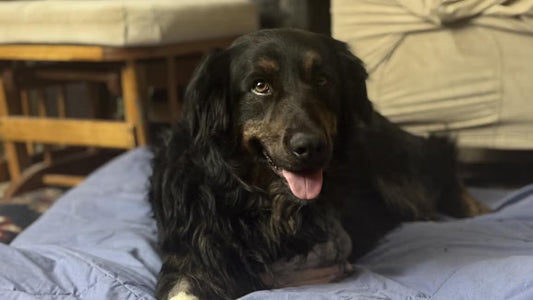 How a small but mighty Arizona shelter saves pets