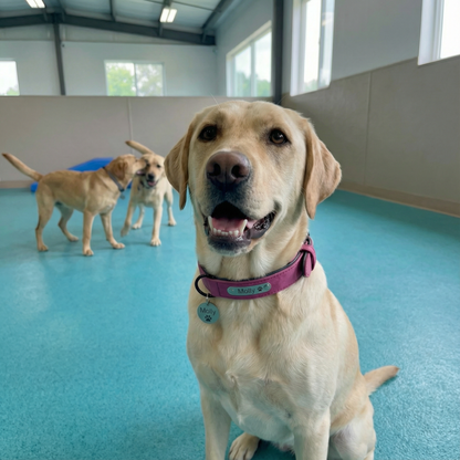 Rehome a dog to a No-Kill Shelter