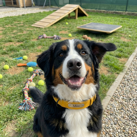 Rehome a dog to a No-Kill Shelter